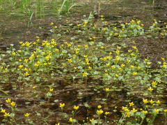 Ranunculus flabellaris