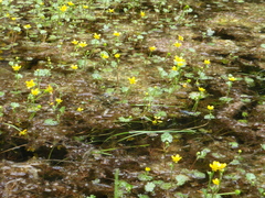 Ranunculus flabellaris