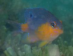 Stegastes flavilatus