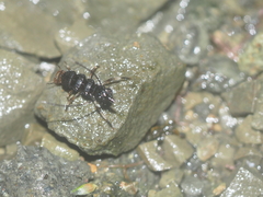 Coleoptera