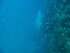 Rhynchobatus australiae