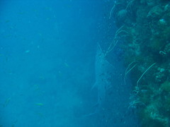 Rhynchobatus australiae