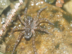 Lycosidae