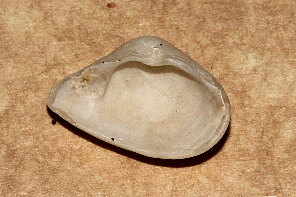 Corbulid Clams