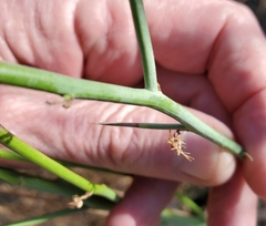 Chloracantha spinosa spinosa