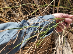 Chloracantha spinosa spinosa