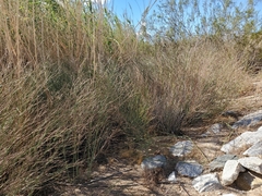 Chloracantha spinosa spinosa