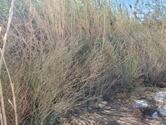 Chloracantha spinosa spinosa