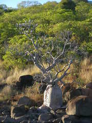 Adansonia gregorii