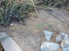 Chloracantha spinosa spinosa