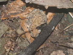 Duttaphrynus melanostictus