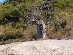 Adansonia gregorii