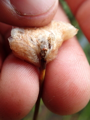 Eriophorum chamissonis