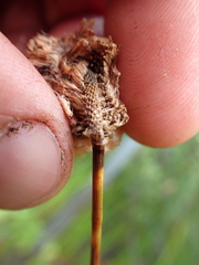 Eriophorum chamissonis