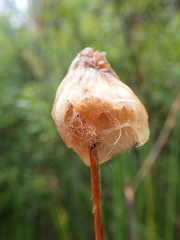 Eriophorum chamissonis