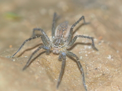 Hippasa holmerae