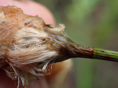 Eriophorum chamissonis
