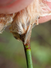 Eriophorum chamissonis