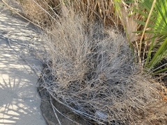 Bebbia juncea aspera