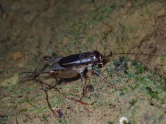 Velarifictorus grylloides
