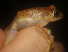 Hyperolius zonatus