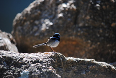 Malurus cyaneus cyanochlamys