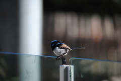 Malurus cyaneus cyanochlamys