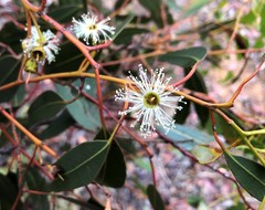 Eucalyptus socialis