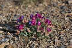 Oxytropis tragacanthoides
