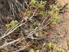 Callitris verrucosa