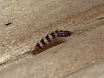 Insecta