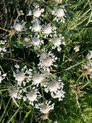 Oenanthe pimpinelloides