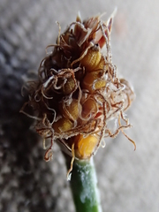 Eleocharis rostellata