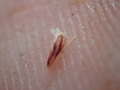 Eleocharis rostellata