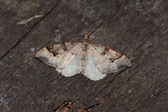 Epyaxa centroneura
