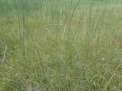 Eleocharis rostellata