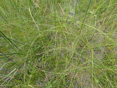 Eleocharis rostellata