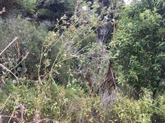 Haloragis erecta erecta