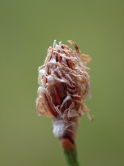 Eleocharis rostellata