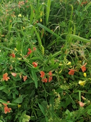 Lathyrus annuus