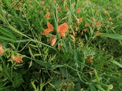 Lathyrus annuus