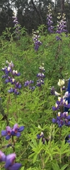 Lupinus mutabilis