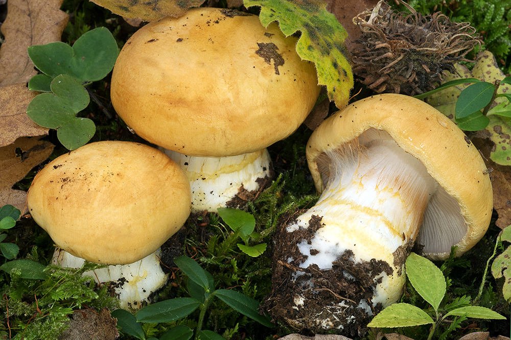 Phlegmacium cliduchus