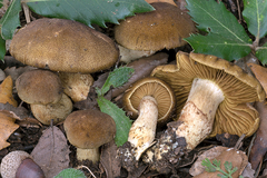 Cortinarius melanotus