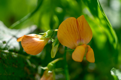 Lathyrus annuus