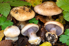 Cortinarius molochinus
