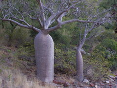 Adansonia gregorii