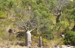 Adansonia gregorii