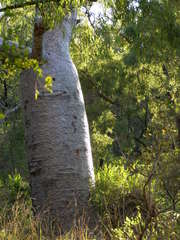Adansonia gregorii