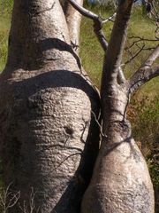 Adansonia gregorii